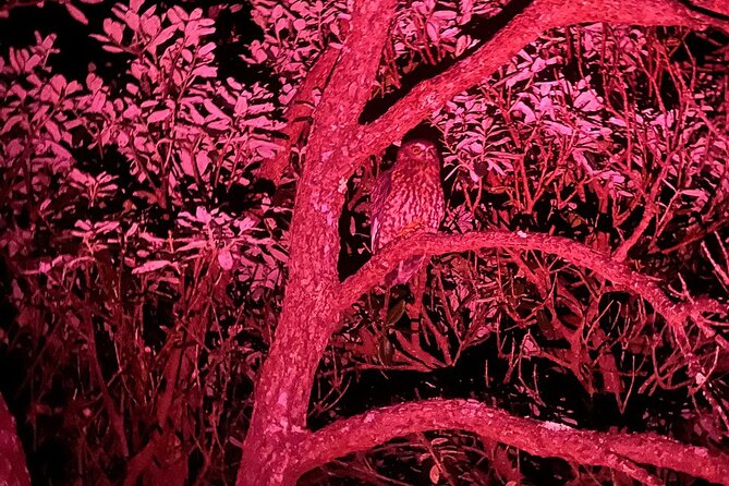 Nocturnal Wonders Tawharanui Kiwi Spotting and Stargazing Tour - From native bush to a dark sky viewing site
