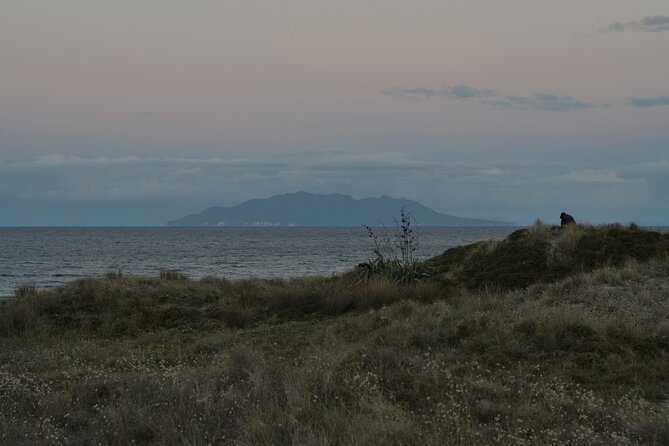 Nocturnal Wonders Tawharanui Kiwi Spotting and Stargazing Tour - A small group changes the feel of the evening