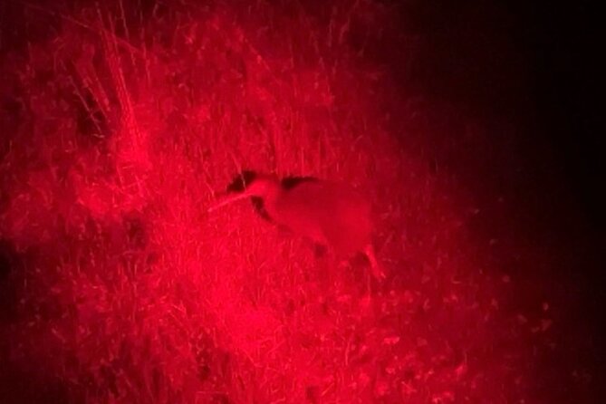 Nocturnal Wonders Tawharanui Kiwi Spotting and Stargazing Tour - Optional glamping for a longer park stay