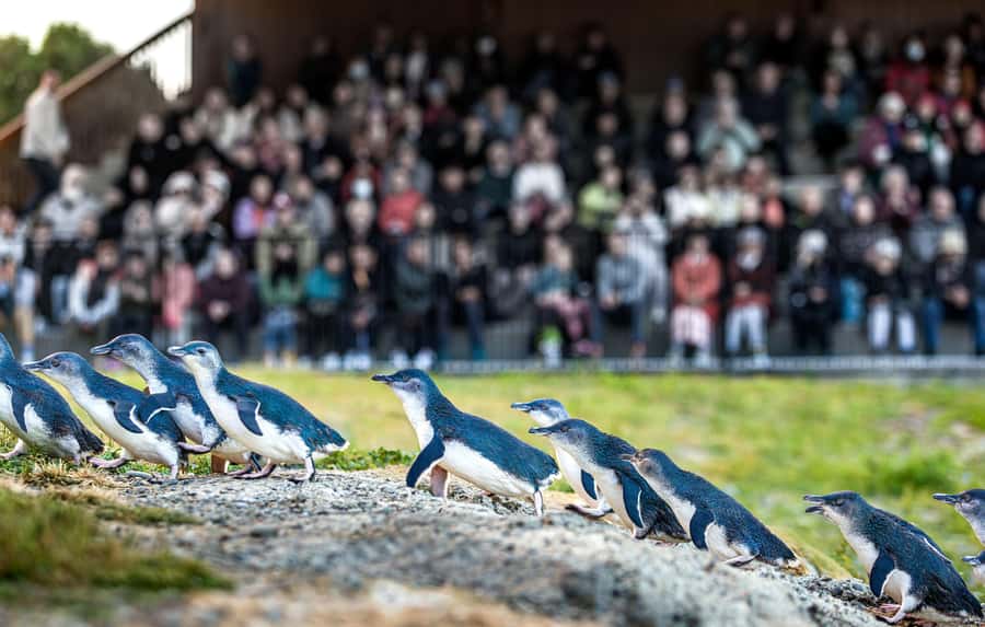 Oamaru: Penguins Evening Viewing Ticket - Key points to know before you book