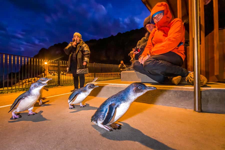 Oamaru: Penguins Evening Viewing Ticket - The evening begins at Ōamaru’s waterfront