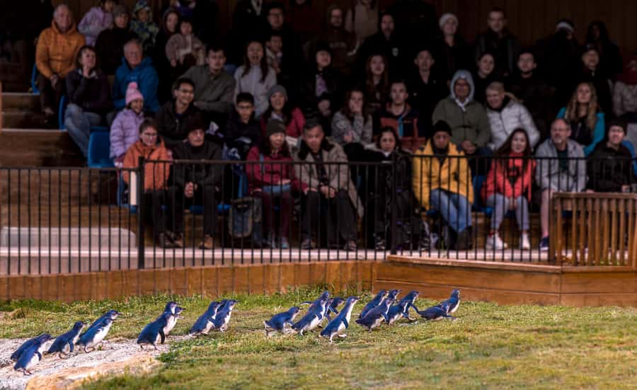 Oamaru: Penguins Evening Viewing Ticket - The penguins make their run to the nesting boxes