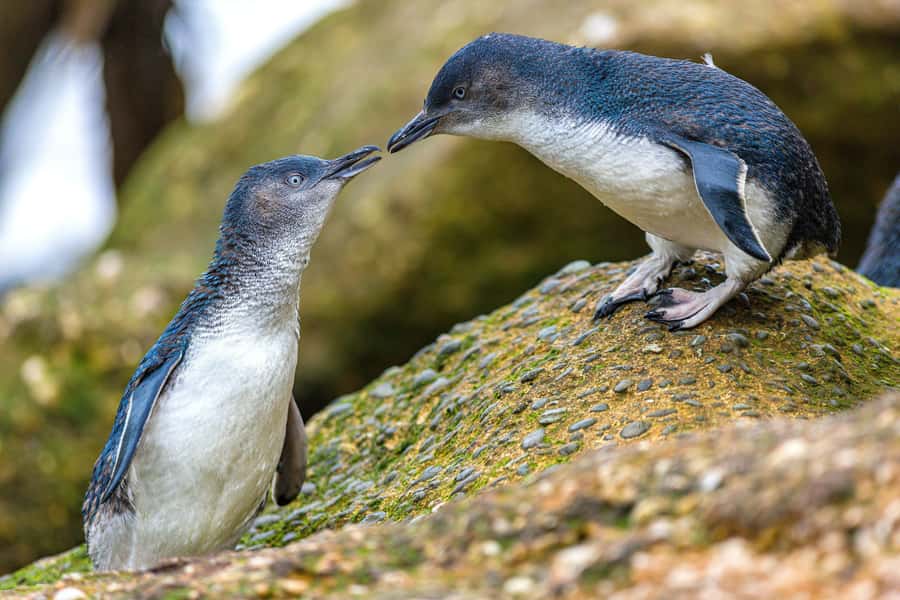 Oamaru: Penguins Evening Viewing Ticket - Conservation gives the $28 ticket extra value