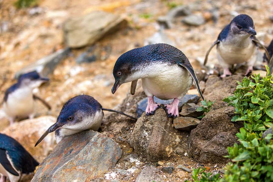 Oamaru: Penguins Evening Viewing Ticket - Is this a good evening for families and older visitors?