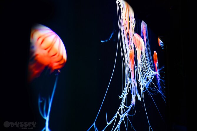 Odyssey Sensory Maze Entry Auckland Ticket - Key points to know before entering