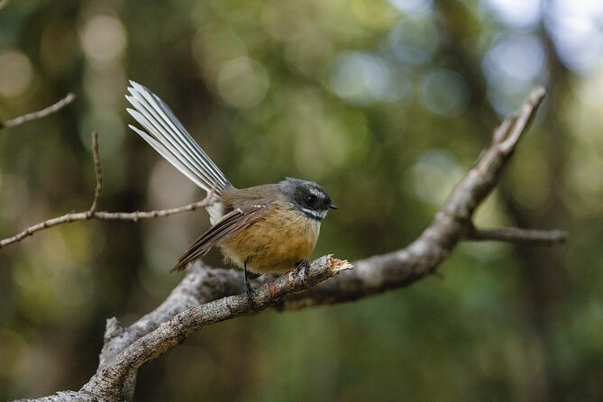 Okarito Nature Tour - Why Okarito deserves a half-day from Franz Josef