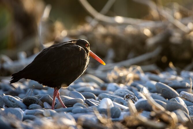 Okarito Nature Tour - Birdwatching is the real specialty
