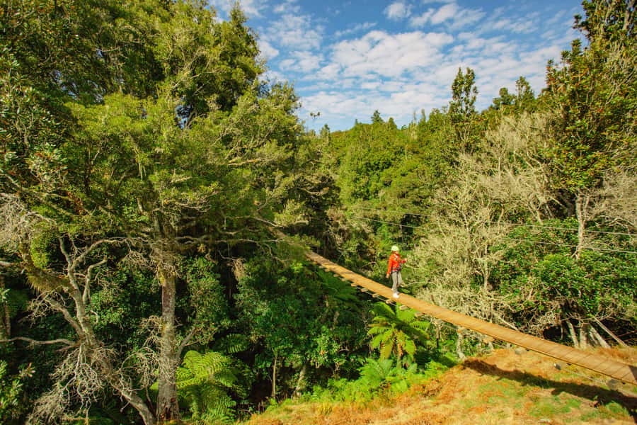 Okere Falls: Zipline over Waterfalls Experience - Māori stories, river meaning, and ancient tea