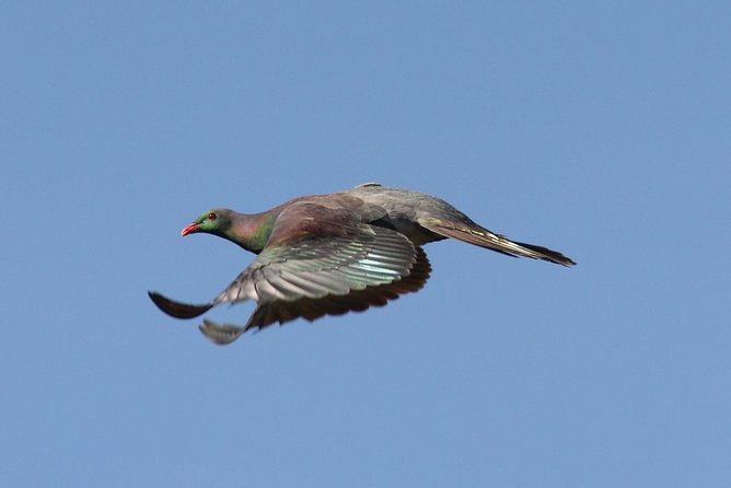 One Day Birding Adventure - Why this birding day is different from a standard Rotorua tour