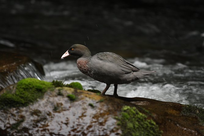 One Day Birding Adventure - Wetlands and shore sites add variety