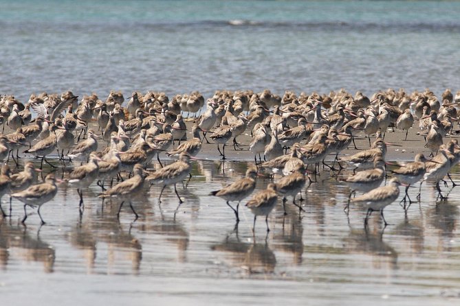 One Day Birding Adventure - How the guide shapes the experience