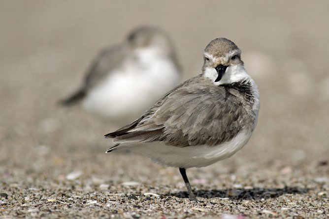 One Day Birding Adventure - Lunch, equipment, and the value of the $309.67 price