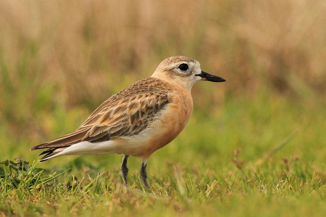 One Day Birding Adventure - Who will get the most from this tour
