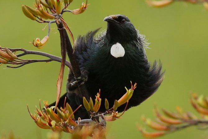 One Day Birding Adventure - From Rotorua or Tauranga to the first birding site