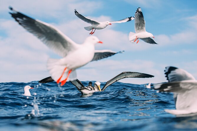 Otago Harbour Wildlife Cruise (Dunedin Shore Excursion) - Why this Otago Harbour cruise is worth your morning