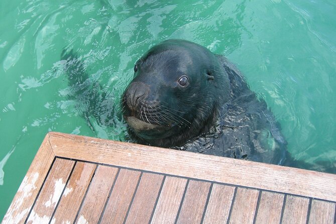 Otago Harbour Wildlife Cruise (Dunedin Shore Excursion) - Seals, penguins, and the changing cast of wildlife