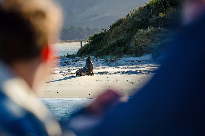 Otago Harbour Wildlife Cruise (Dunedin Shore Excursion) - What the small boat setup adds