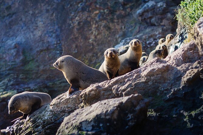 Otago Harbour Wildlife Cruise (Dunedin Shore Excursion) - Tea, binoculars, and other practical comforts