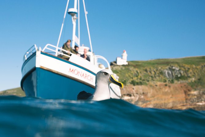 Otago Peninsula In-Depth Tour & Blue Penguins Pukekura Experience - Taiaroa Head and Pukekura