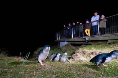 Otago Peninsula In-Depth Tour & Blue Penguins Pukekura Experience