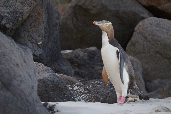 Otago Peninsula In-Depth Tour & Blue Penguins Pukekura Experience - Waiting for the blue penguins