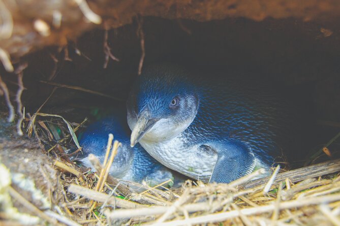 Otago Peninsula In-Depth Tour & Blue Penguins Pukekura Experience - Guides who make the drive matter
