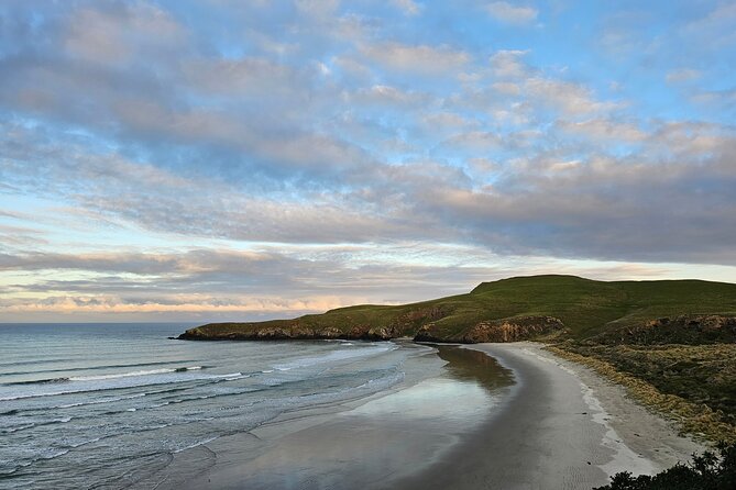 Otago Peninsula In-Depth Tour & Blue Penguins Pukekura Experience - What the $102.39 price includes