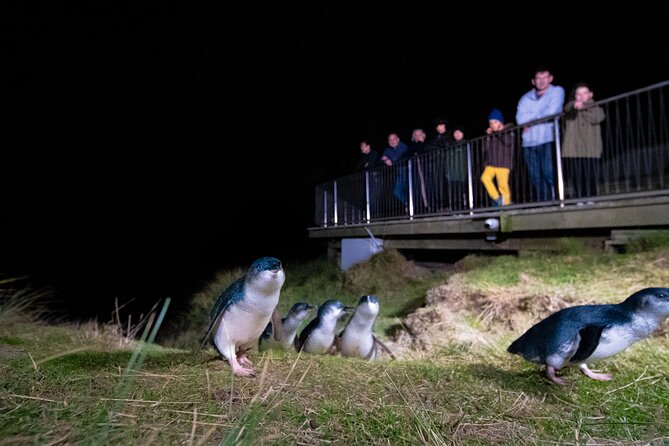 Otago Peninsula In-Depth Tour & Blue Penguins Pukekura Experience - The Otago Peninsula in 1 hour and 45 minutes