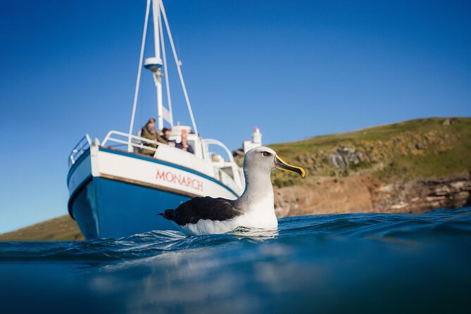 Otago Peninsula Wildlife Cruise with Monarch - Why Taiaroa Head makes this cruise special