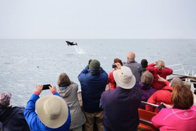 Otago Peninsula Wildlife Cruise with Monarch