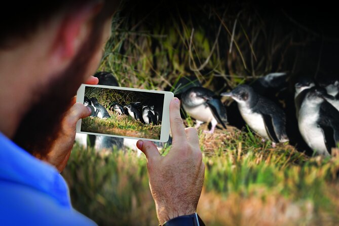 Otago Peninsula Wildlife Cruise with Monarch - The wildlife you might see