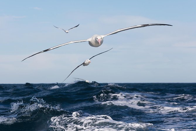 Otago Peninsula Wildlife Cruise with Monarch - Who should book this cruise?