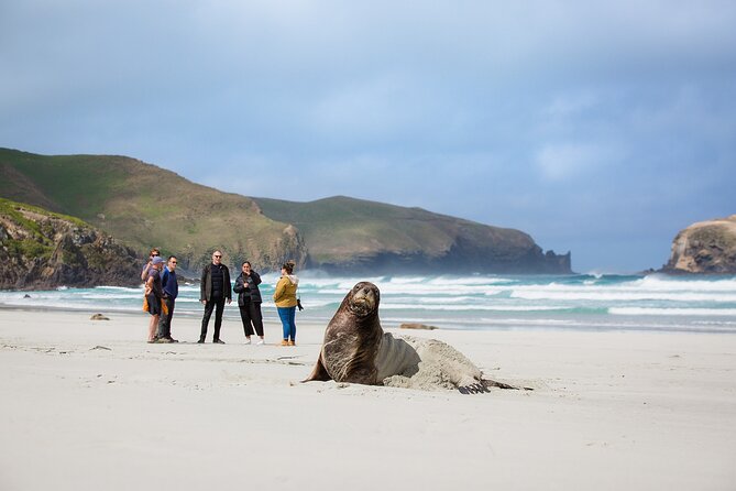 Otago Peninsula Wildlife Tour & Cruise - Allans Beach and the sea lions