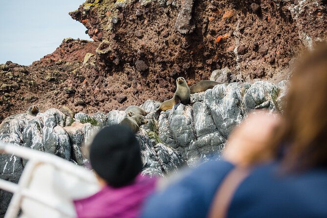 Otago Peninsula Wildlife Tour & Cruise - What guides Will, Danny, and Tim add