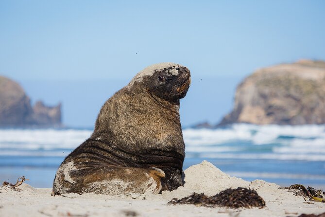 Otago Peninsula Wildlife Tour & Cruise - Driving the Otago Peninsula from Dunedin