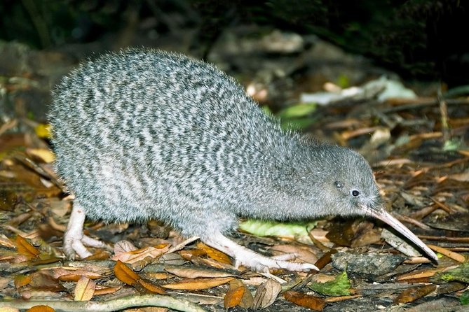 Overnight Experience Tour on Kapiti Island - Key points to know before booking