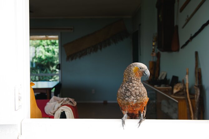 Overnight Experience Tour on Kapiti Island - Picking between a cabin, tent, or ensuite