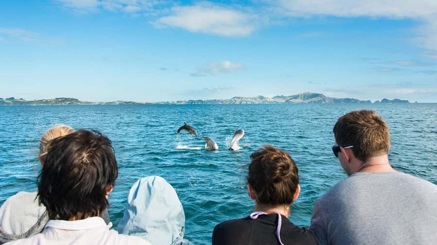 Paihia: Bay of Islands Dolphin Eco Cruise & Island Stopover - Key points to know before you book