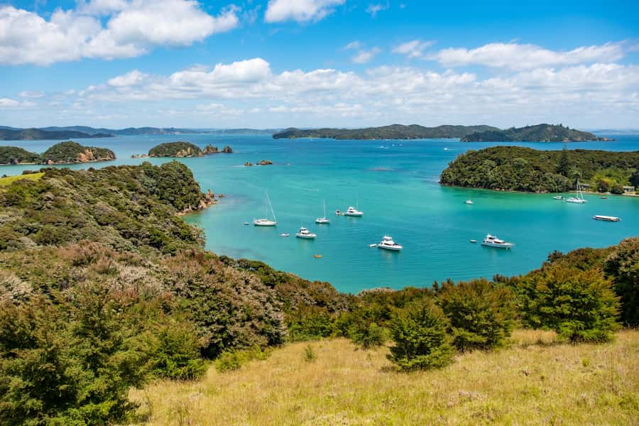 Paihia: Bay of Islands Dolphin Eco Cruise & Island Stopover - Looking for dolphins, whales, seals and birdlife