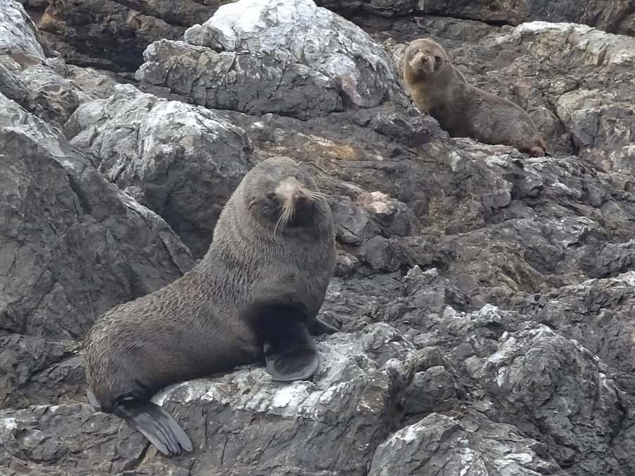 Paihia: Bay of Islands Dolphin Eco Cruise & Island Stopover - Choosing between a hike, swim and beanbag