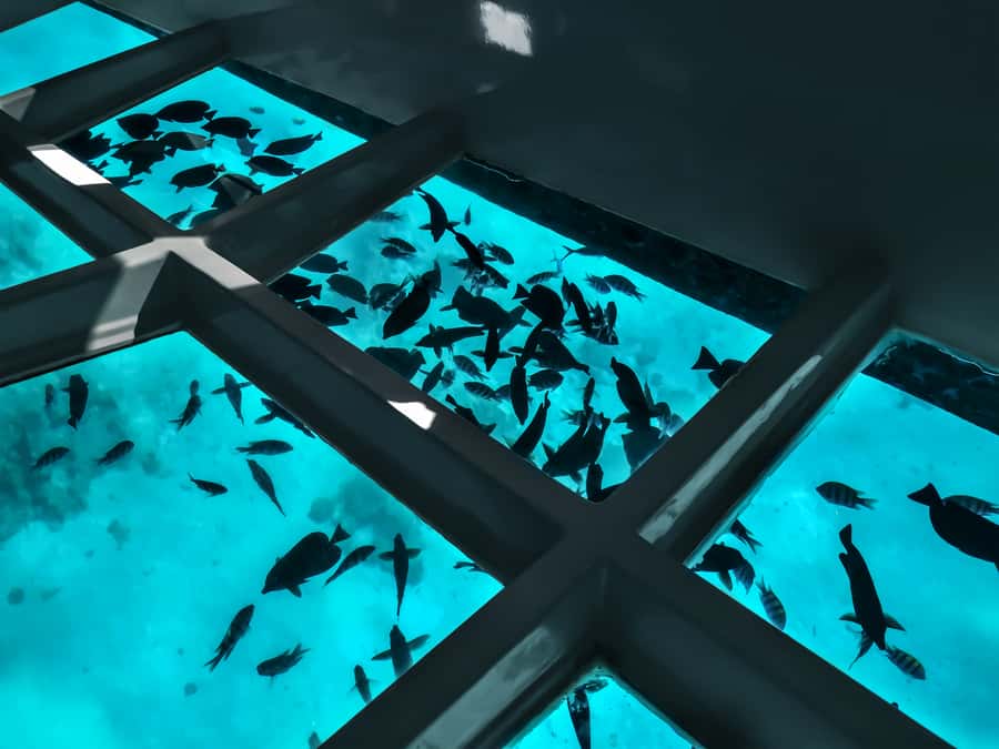 Paihia: Glass Bottom Boat Tour to the Hole in the Rock - Why this Paihia boat trip works so well
