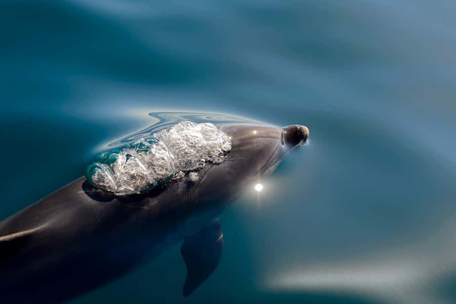 Paihia/Russell: Hole in the Rock and Bay of Islands Cruise - Key points at a glance