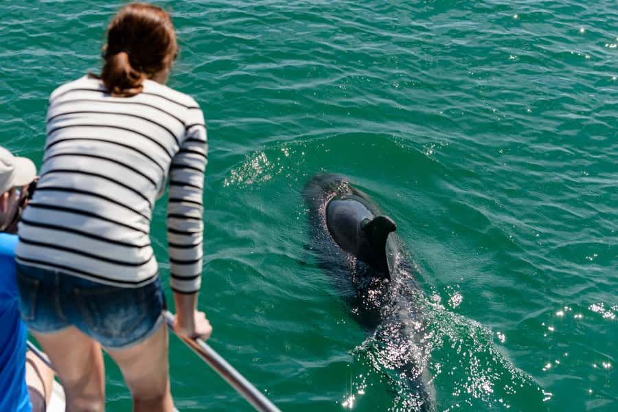 Paihia/Russell: Hole in the Rock and Bay of Islands Cruise - What the $94 price really buys you