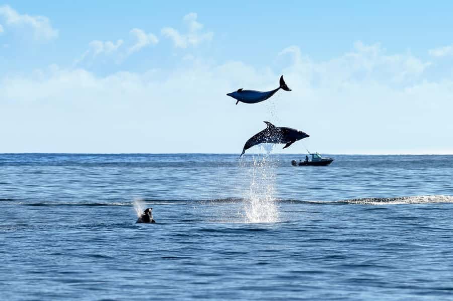 Paihia/Russell: Hole in the Rock and Bay of Islands Cruise - Boat comfort, motion, and the best place to sit