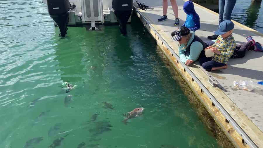 Paihia/Russell: Hole in the Rock Cruise with 2 Island Stops - Why this cruise earns its place in your Bay of Islands plans
