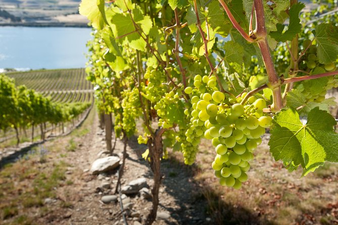 Picton Cruise Ship Shore Excursion Marlborough Wine Tour - From Picton harbour to the Marlborough vineyards