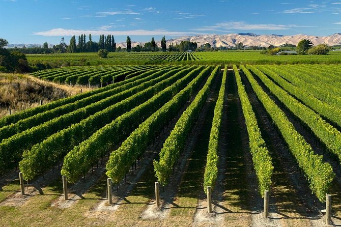 Picton Cruise Ship Shore Excursion Marlborough Wine Tour - Who will enjoy this day most?
