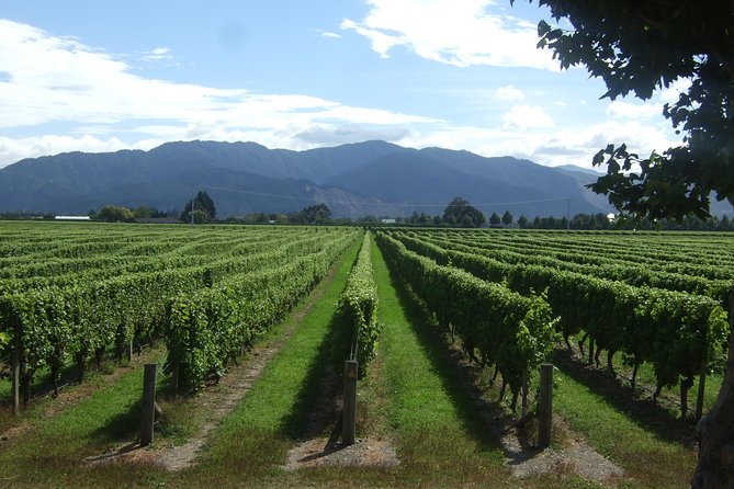 Picton Cruise Ship Shore Excursion Marlborough Wine Tour - Four or five cellar doors, with room for variety