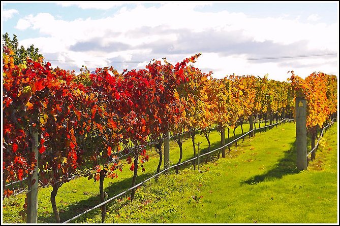 Premium 4 -Best Wineries Napier Hawke's Bay Tour, 5.5h - 6Hours - Four wineries, four different sides of Hawke’s Bay