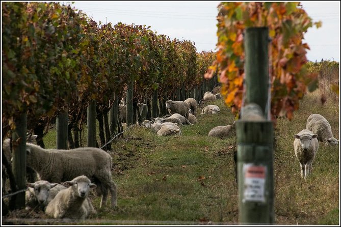 Premium 4 -Best Wineries Napier Hawke's Bay Tour, 5.5h - 6Hours - What the $114.81 price really covers